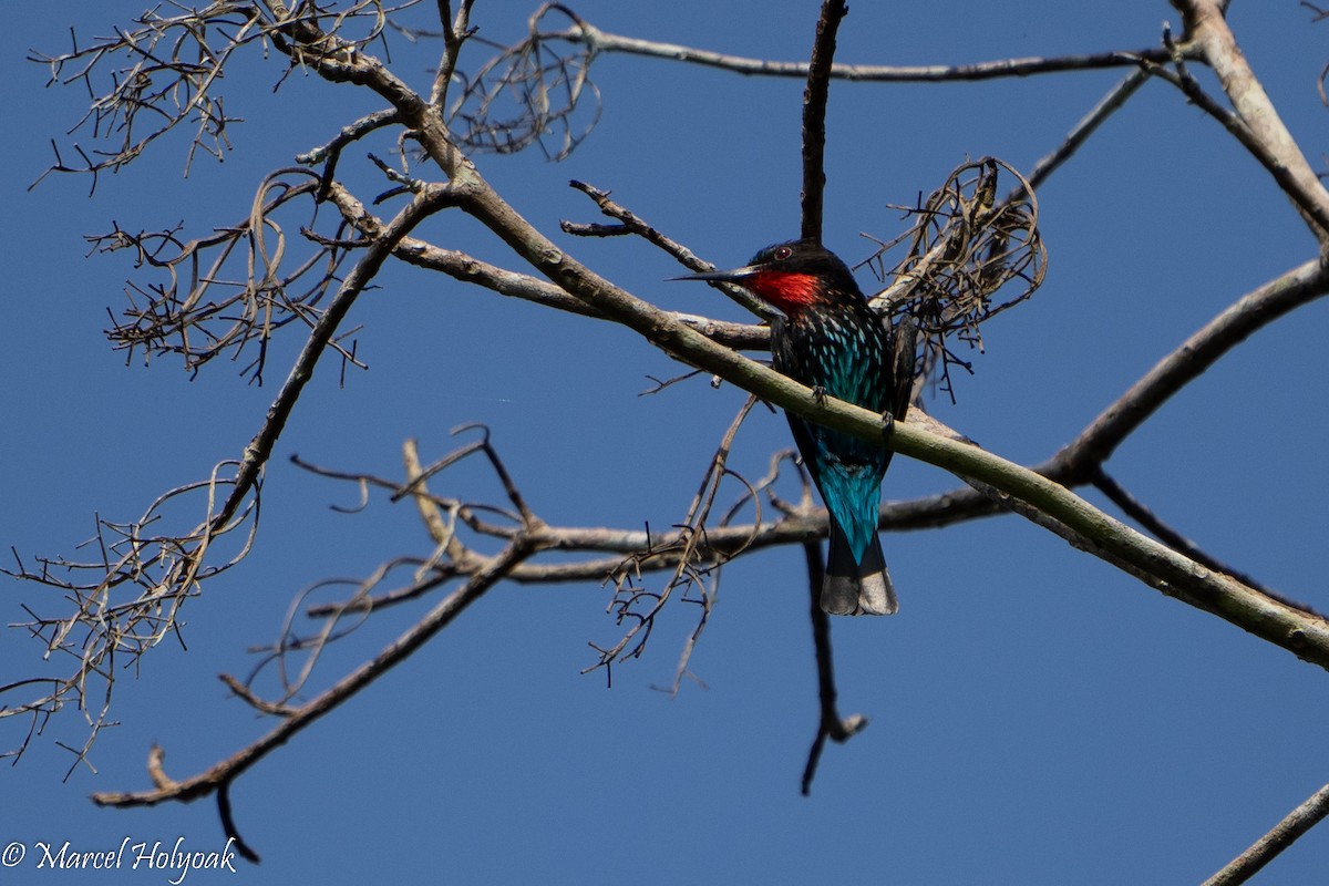 Black Bee-eater - Marcel Holyoak