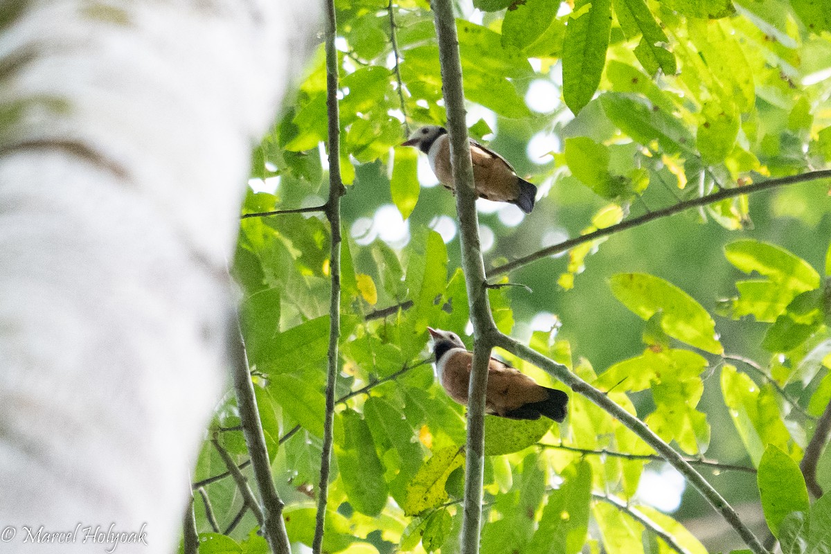 Rufous-bellied Helmetshrike - Marcel Holyoak