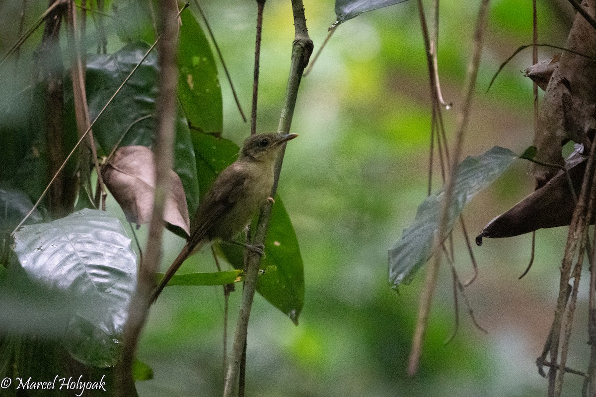 Little Greenbul - Marcel Holyoak