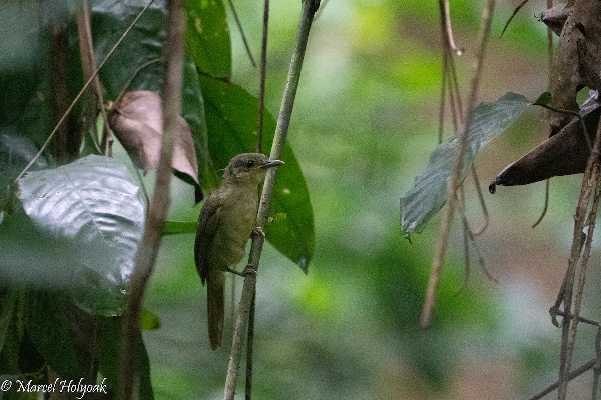 Little Greenbul - Marcel Holyoak