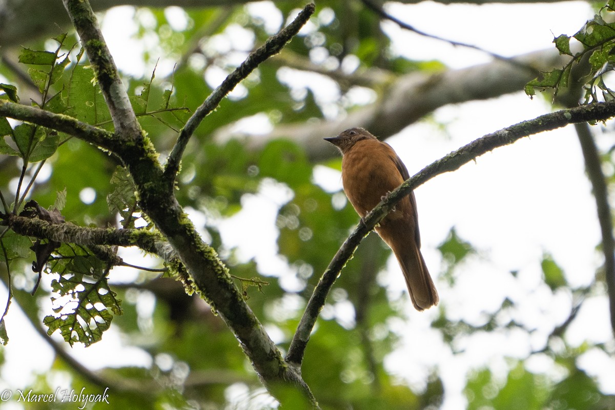 Rufous Flycatcher-Thrush - Marcel Holyoak