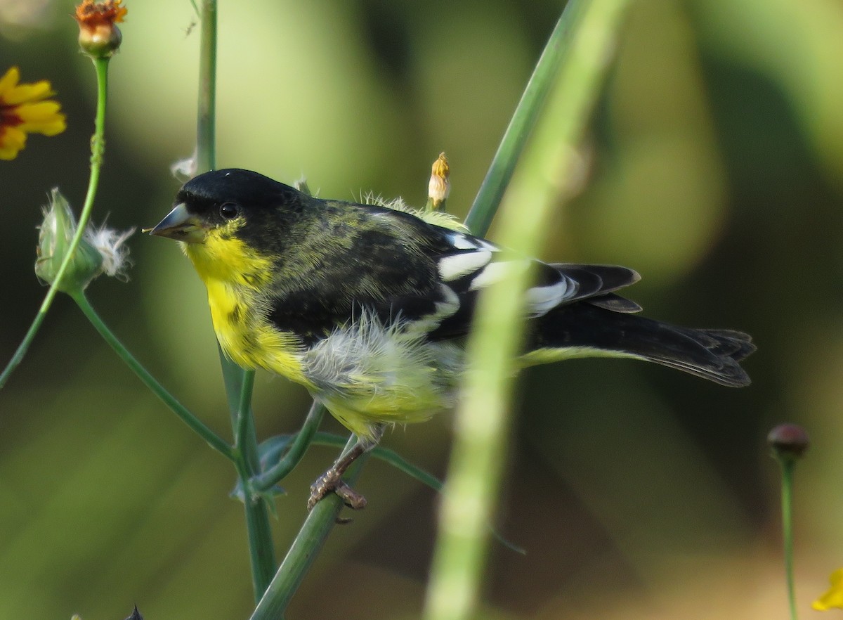 Jilguero sp. (Spinus sp.) - ML495274881