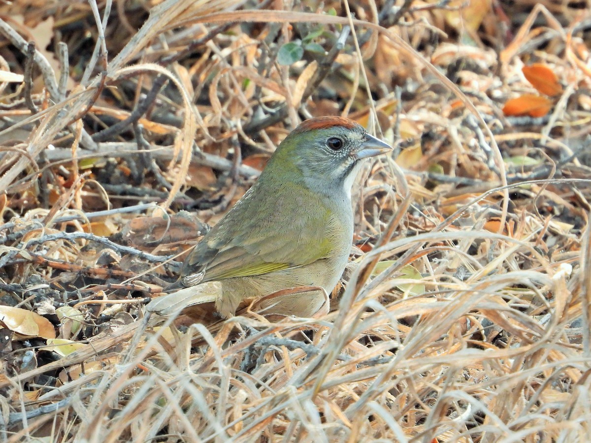 Green-tailed Towhee - ML495275121