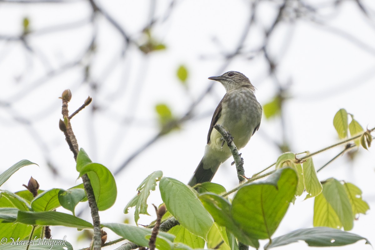 Swamp Greenbul - Marcel Holyoak