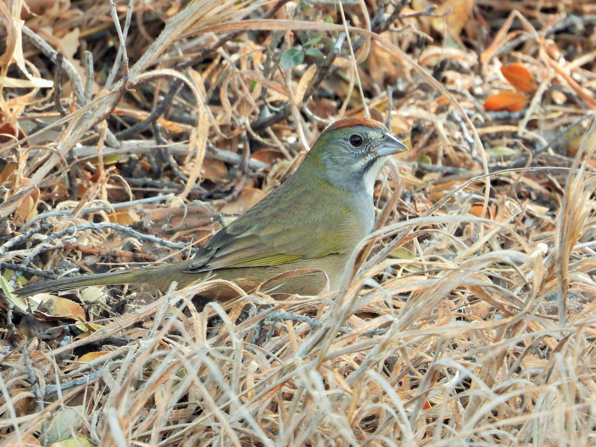 Green-tailed Towhee - ML495275291