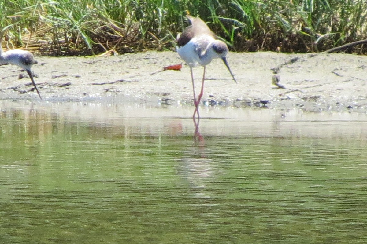 Black-winged Stilt - ML495276231