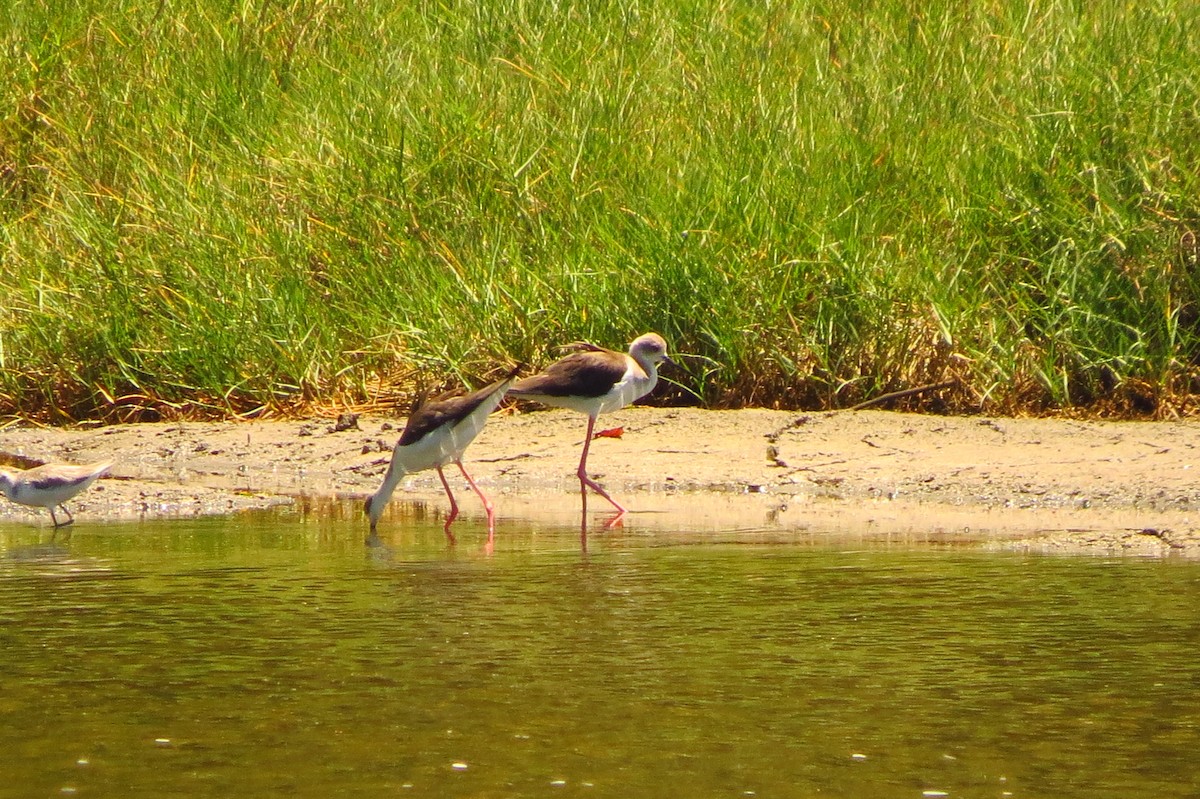 Black-winged Stilt - Niro Nobert