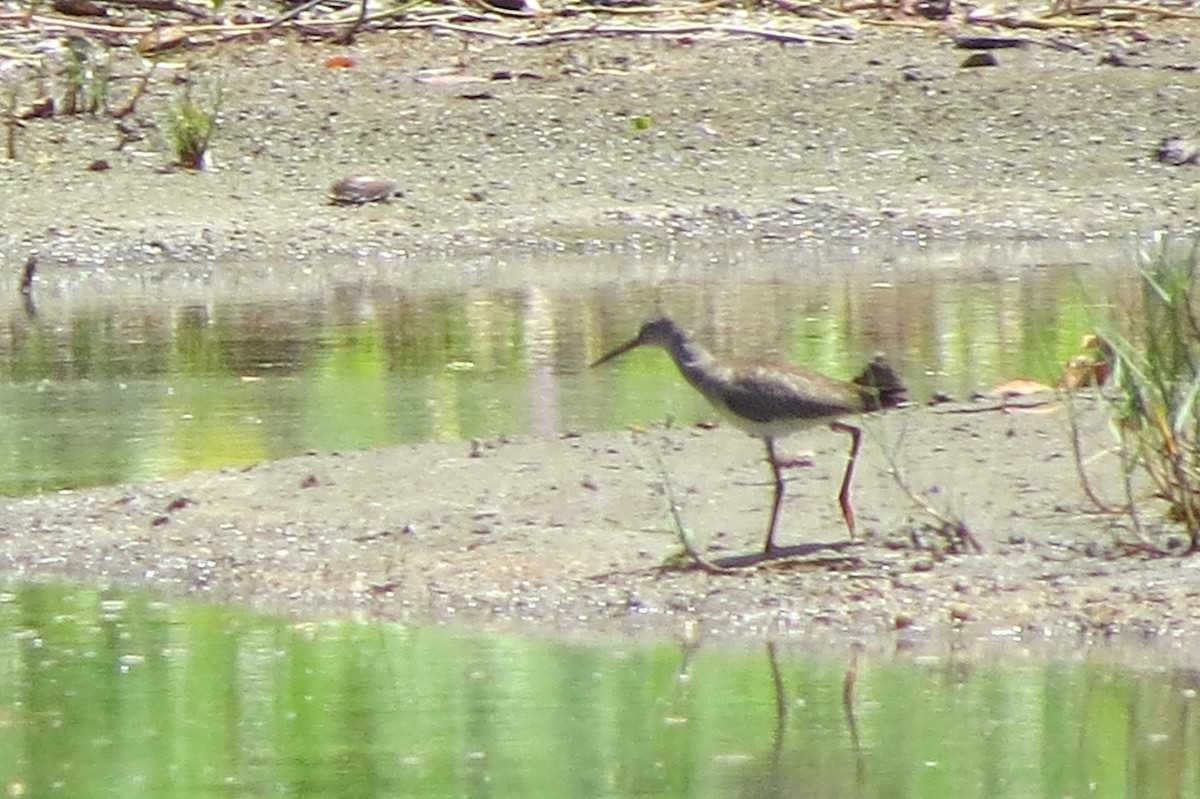 Common Redshank - ML495276461