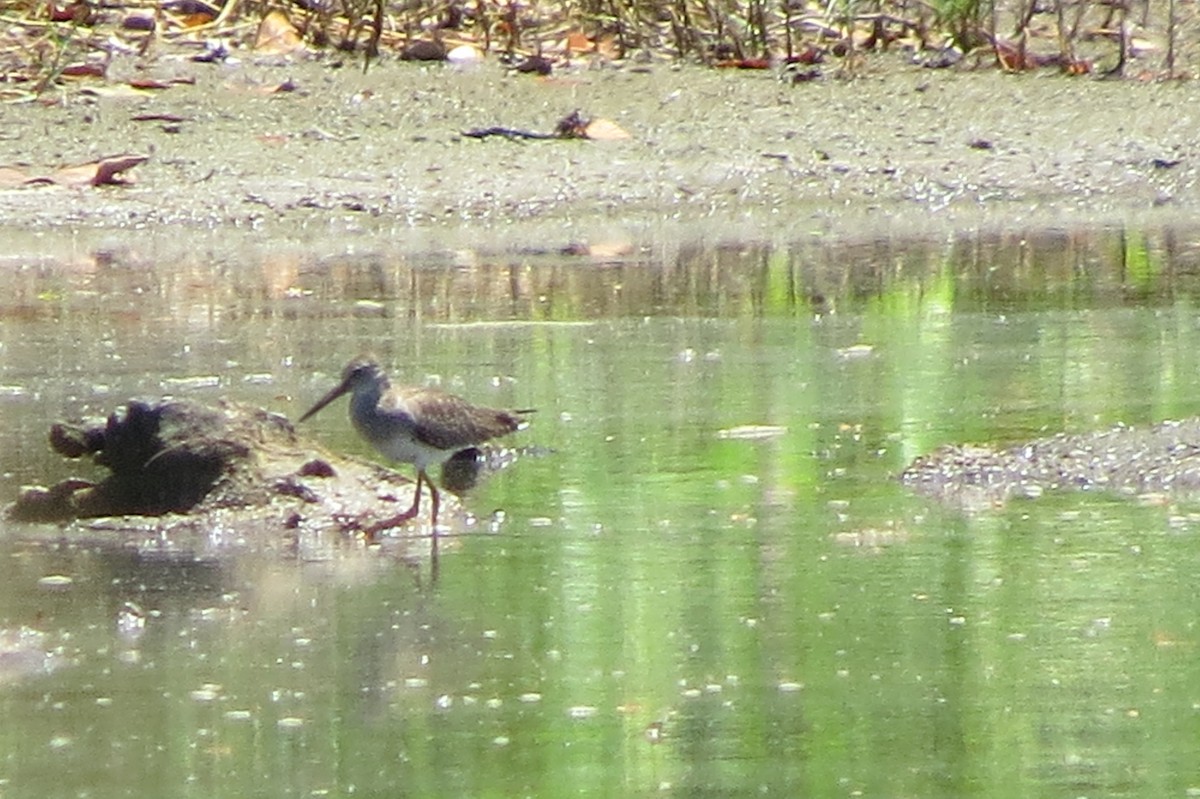 Common Redshank - Niro Nobert