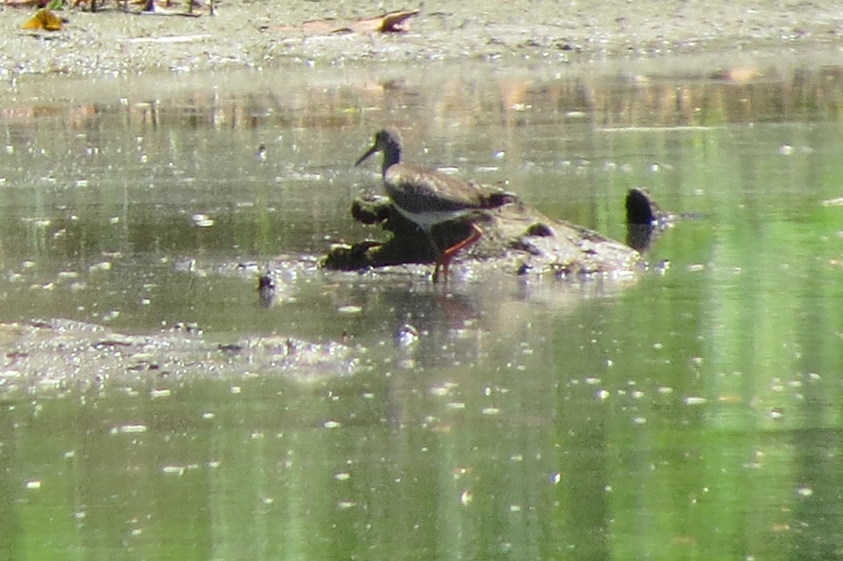 Common Redshank - Niro Nobert