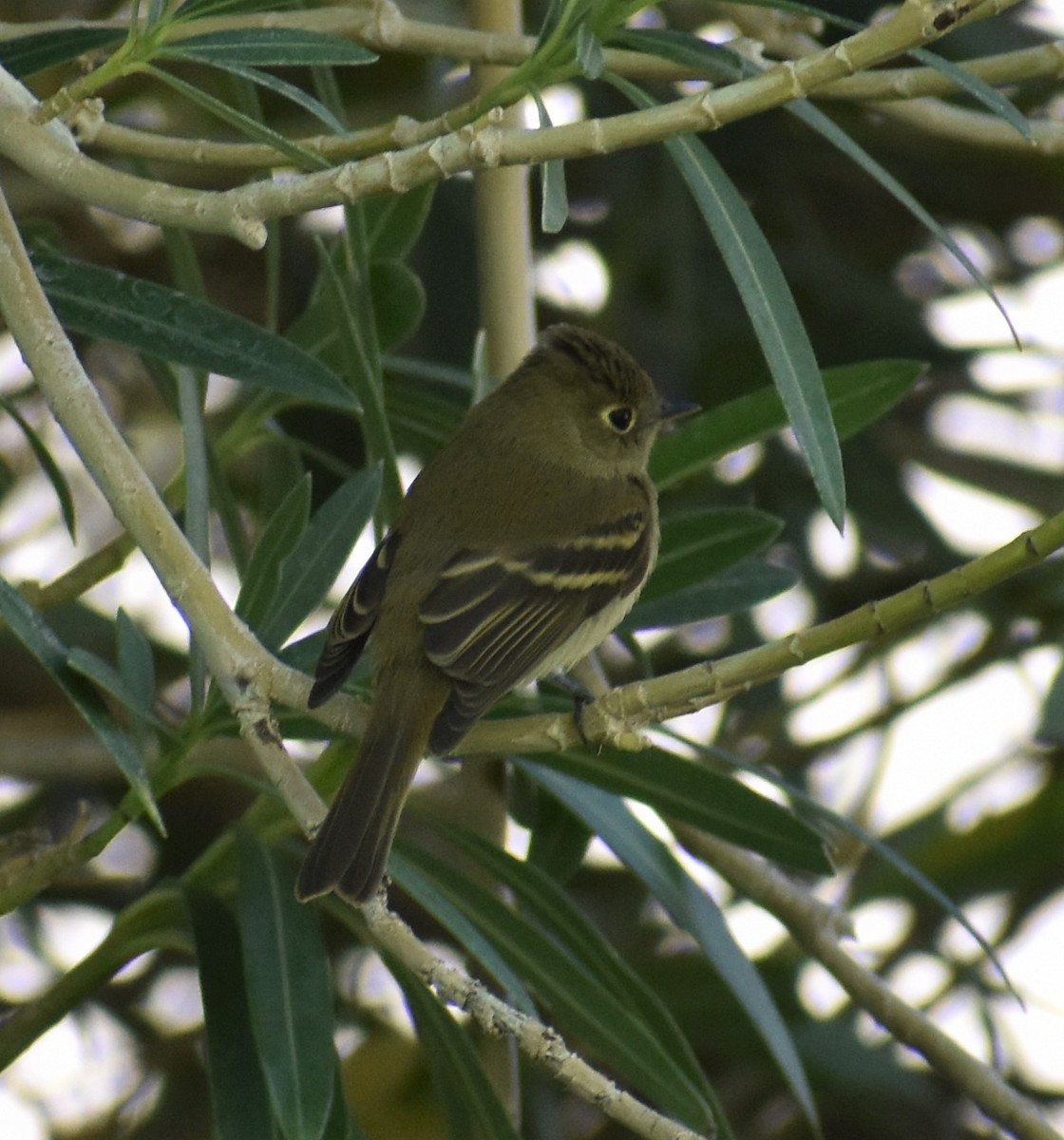 Western Flycatcher (Pacific-slope) - Marina Roell