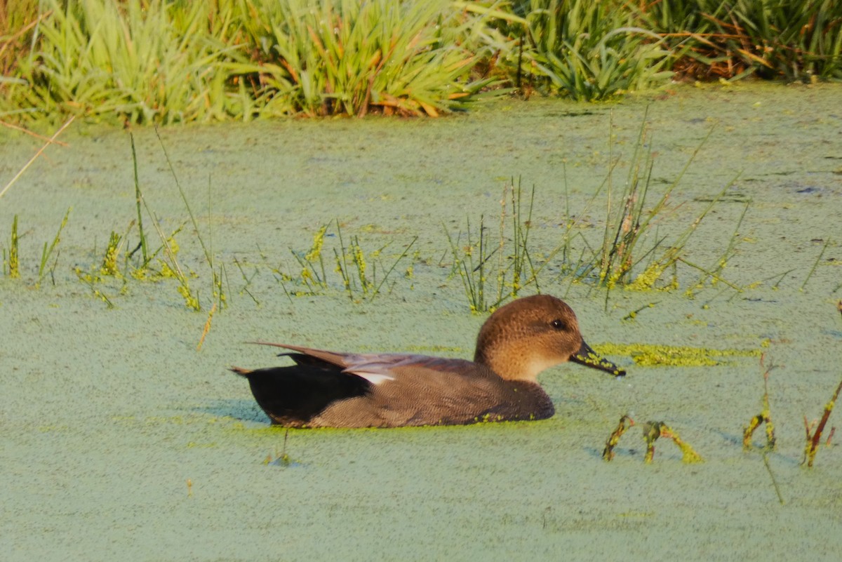 Gadwall - ML495278461