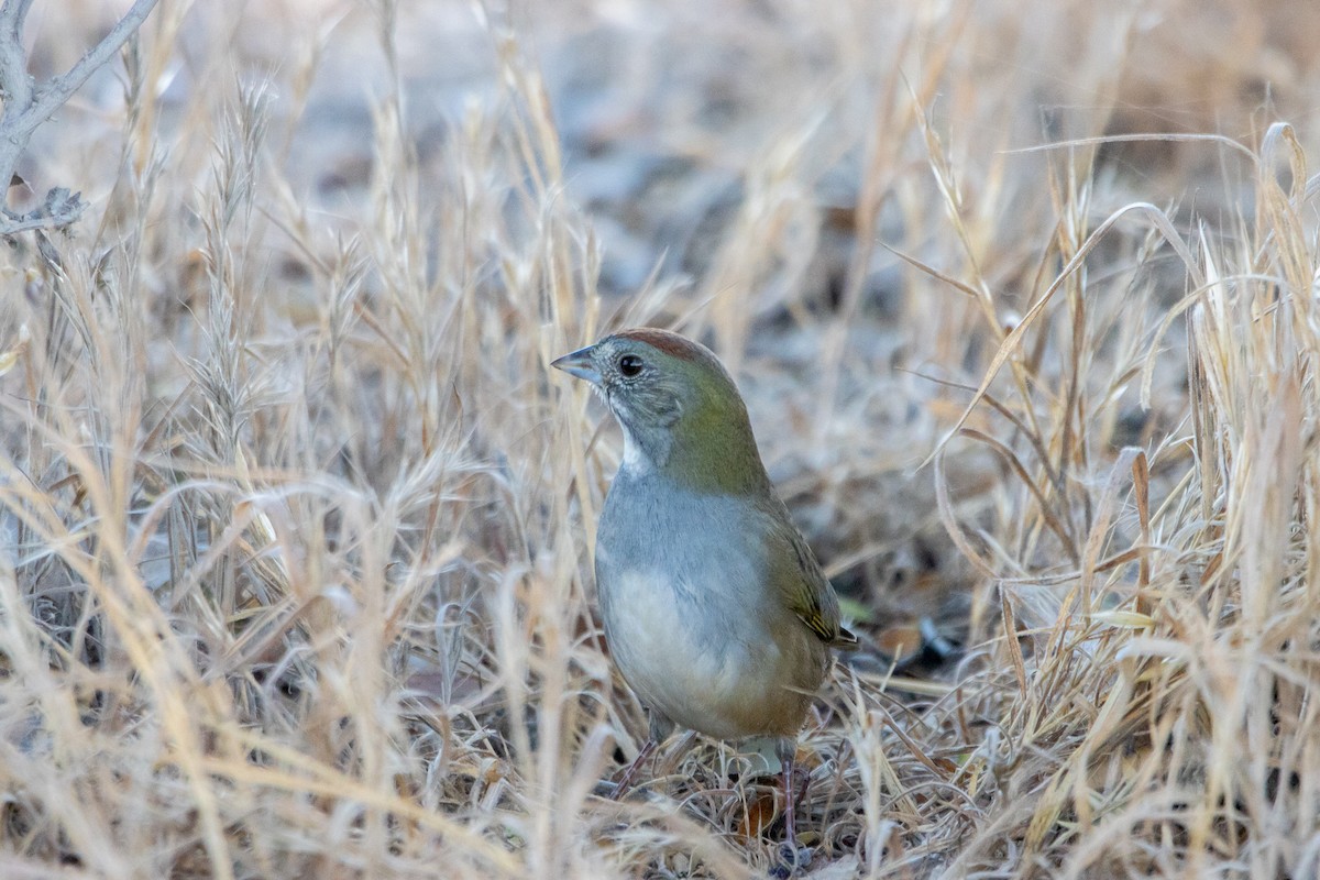 Green-tailed Towhee - ML495278841