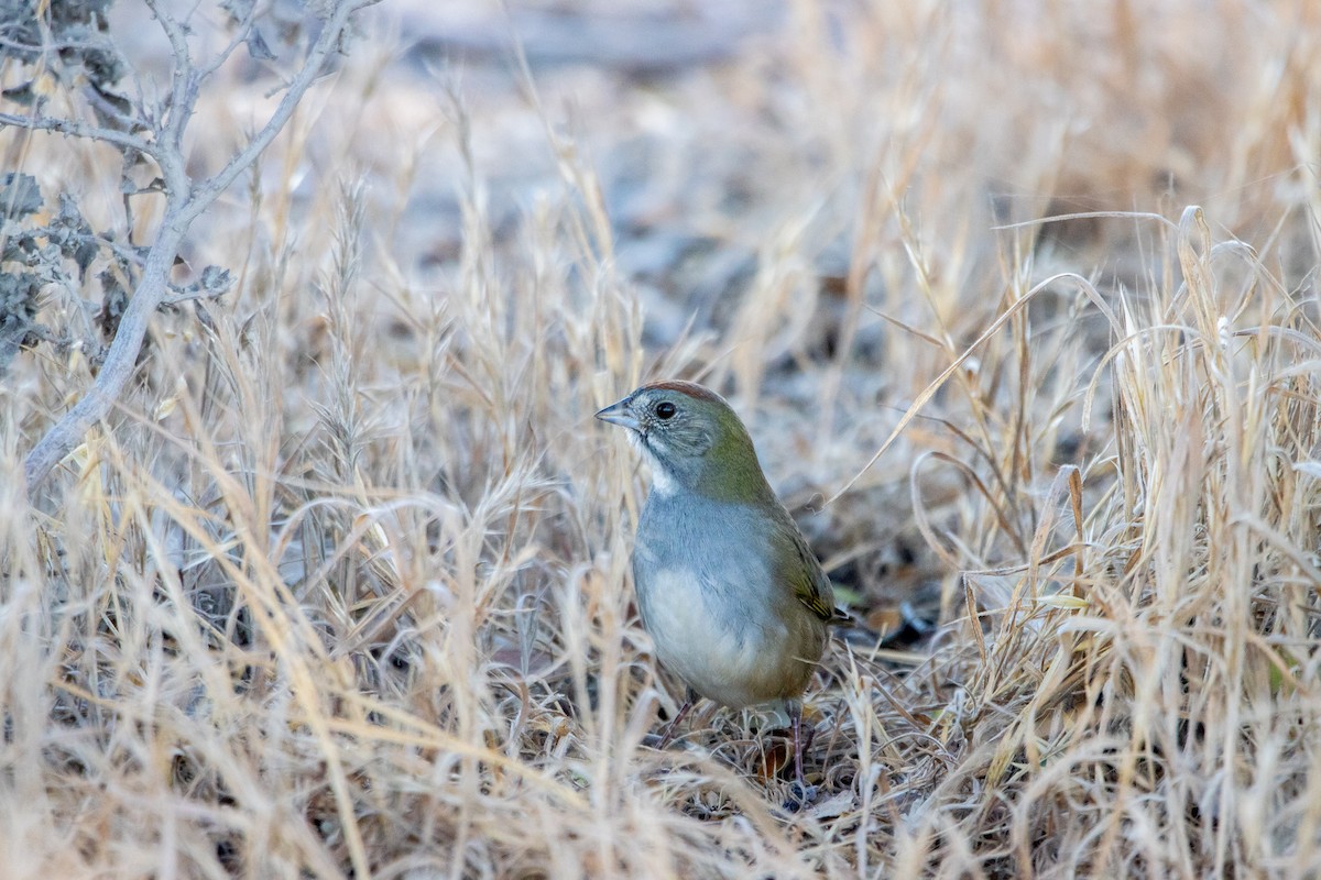 Green-tailed Towhee - ML495278851