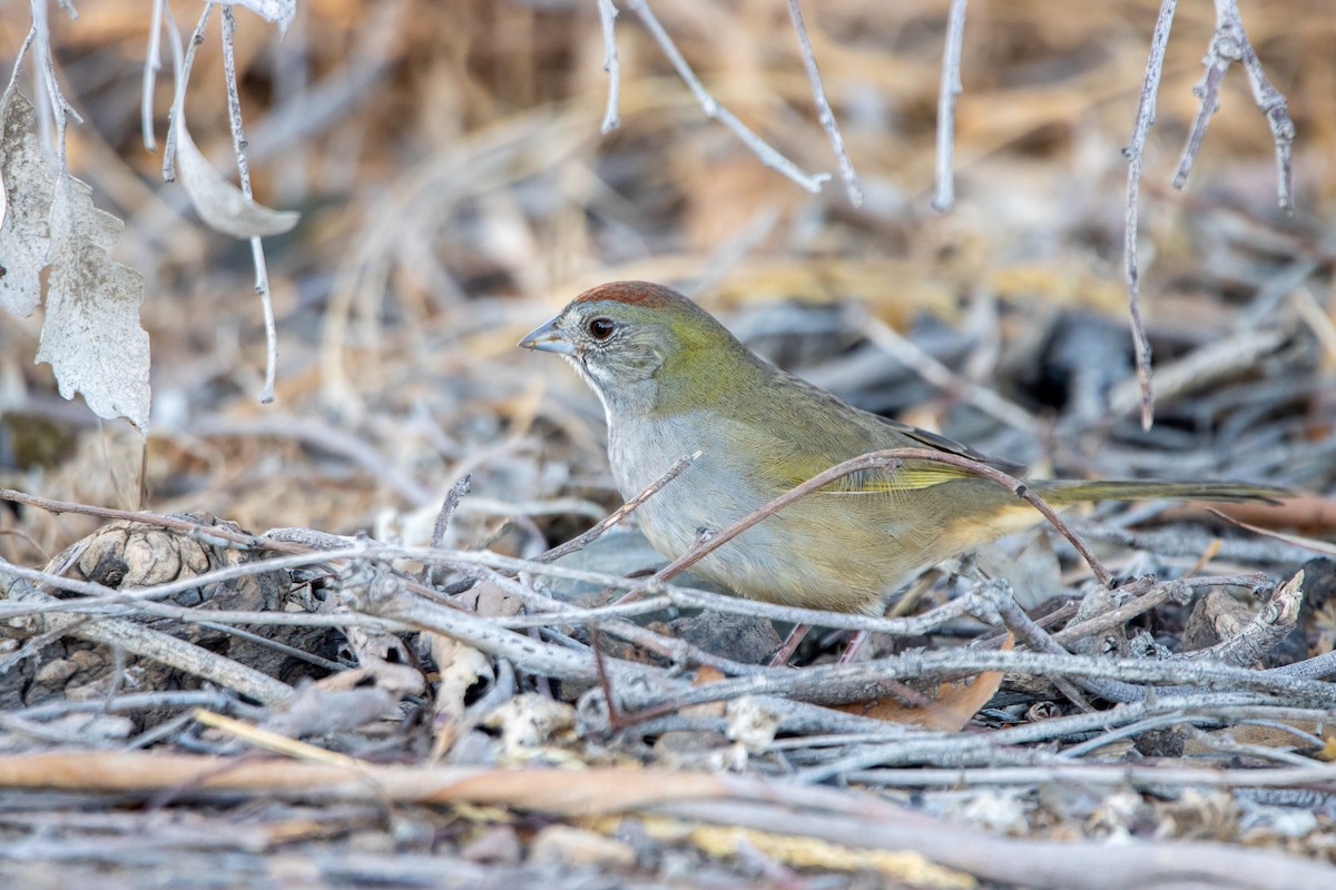 Green-tailed Towhee - ML495278861