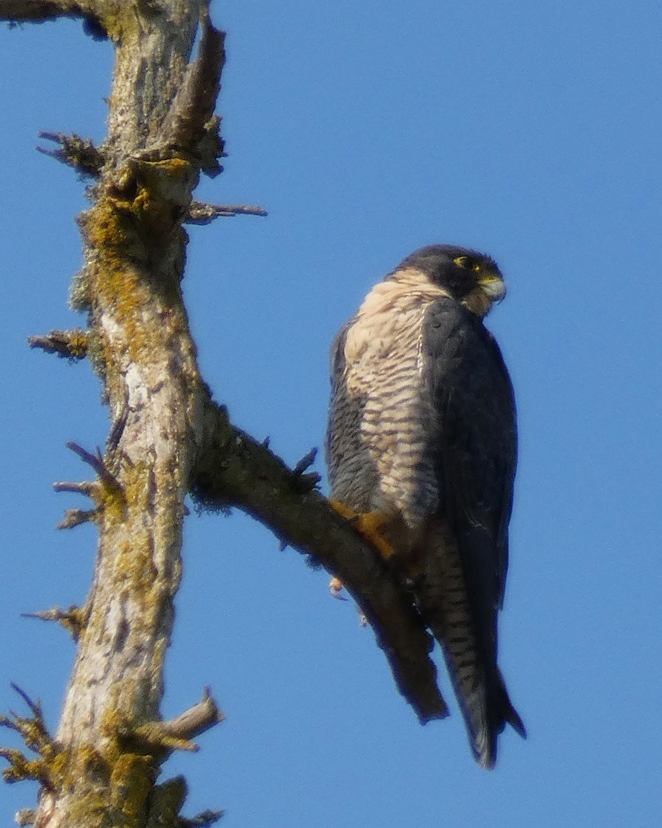 Peregrine Falcon - ML495278911