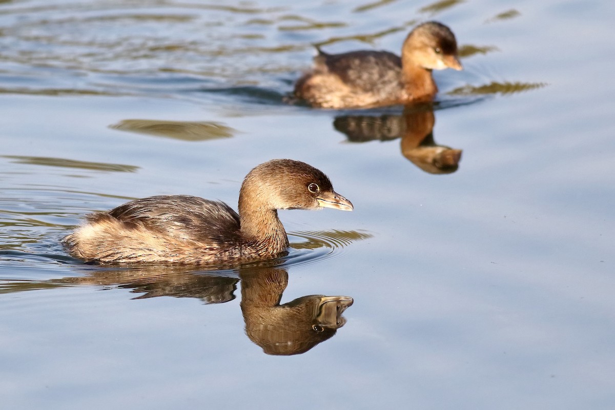 Pied-billed Grebe - Sam Zhang