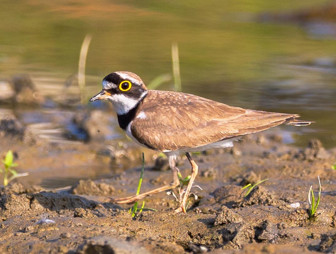 Little Ringed Plover - ML495280171