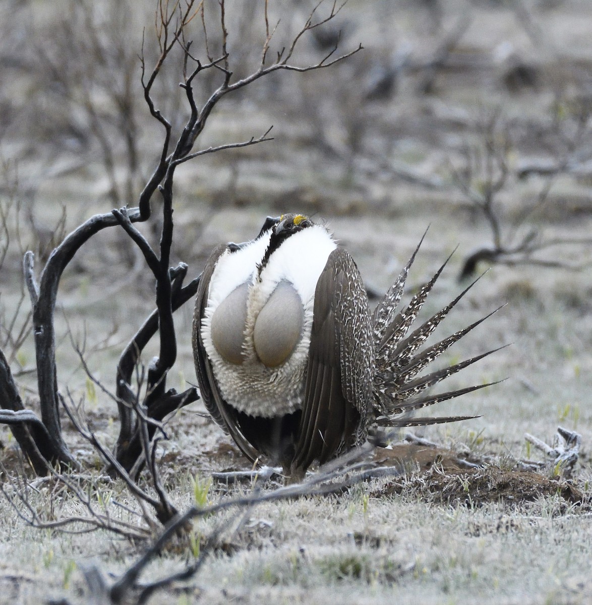 Greater Sage-Grouse - Steve Butterworth