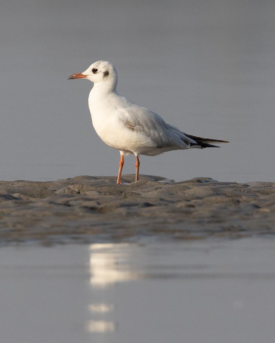 Brown-headed Gull - ML495280431