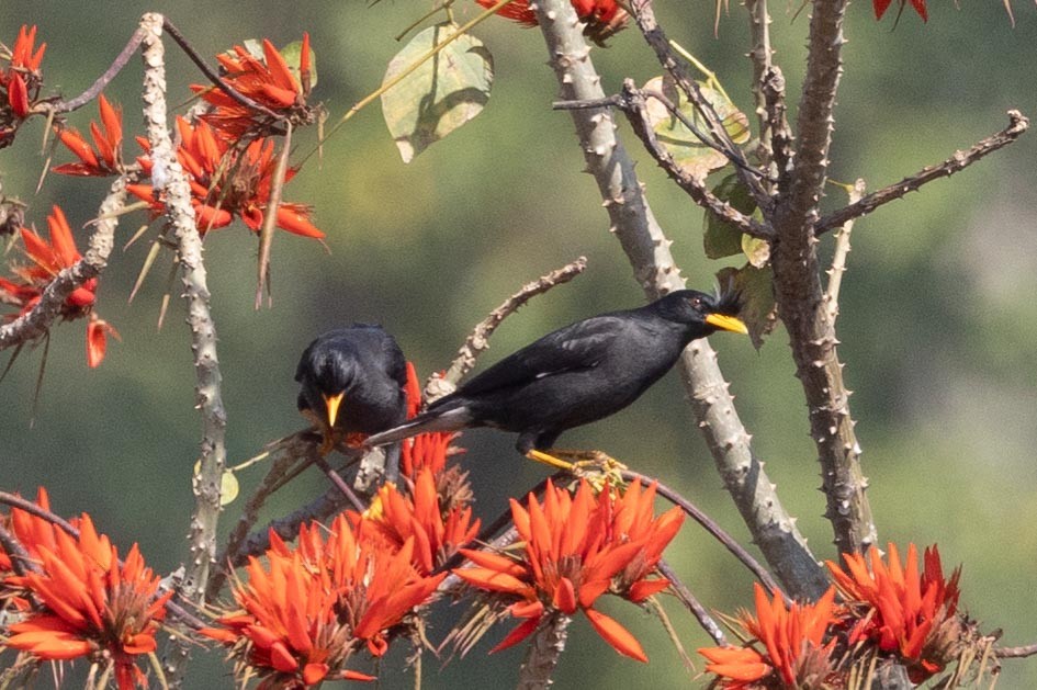 Jungle Myna - Samanvitha Rao