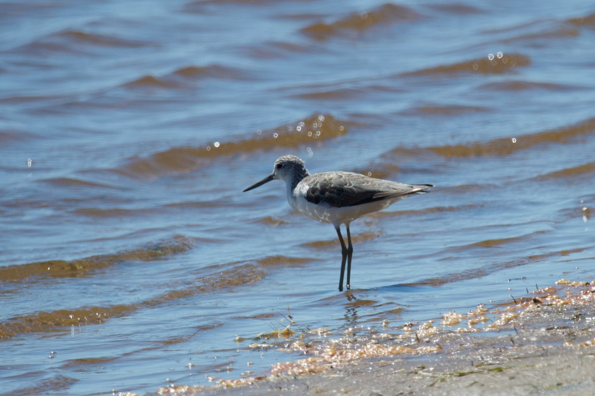 Common Greenshank - ML495285361