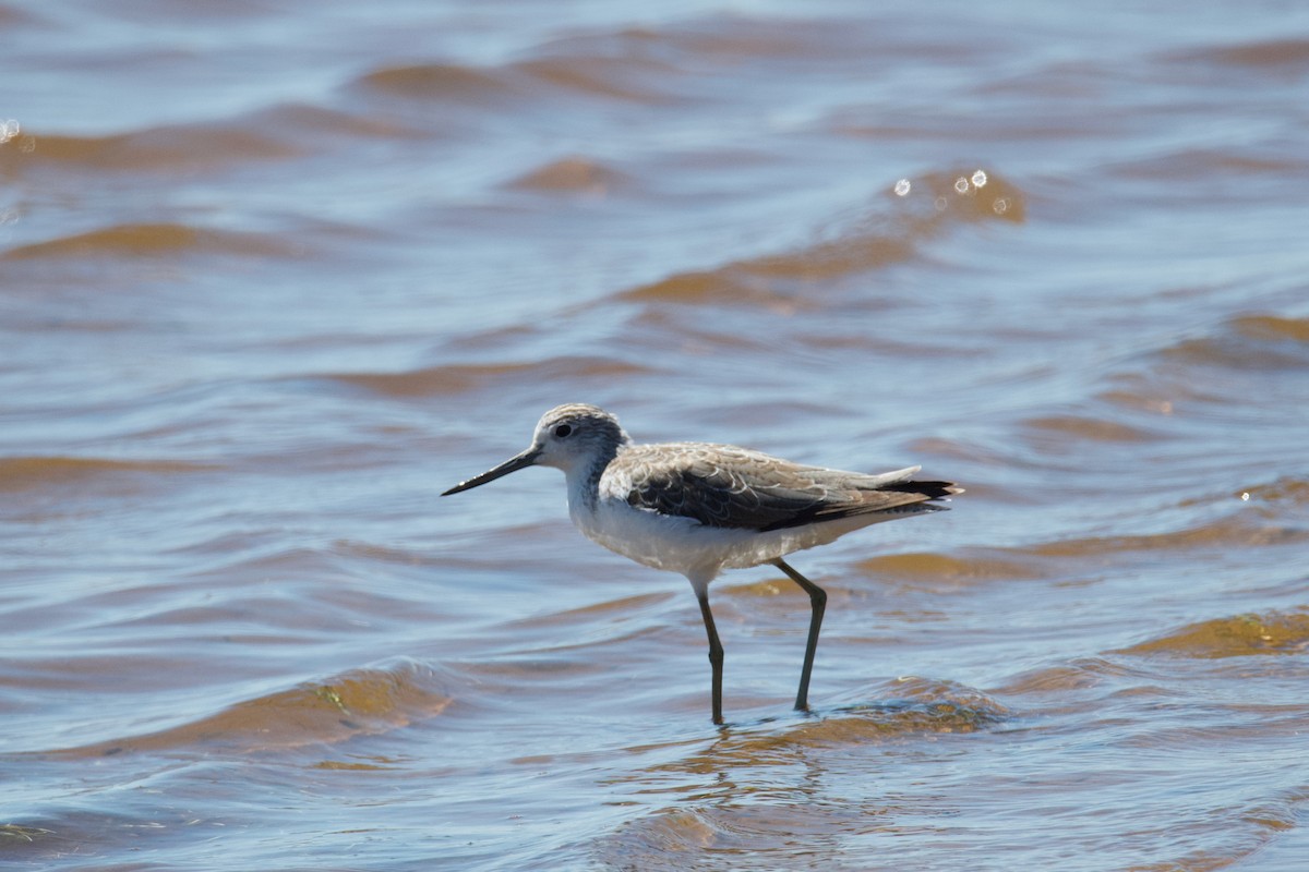 Common Greenshank - ML495285381