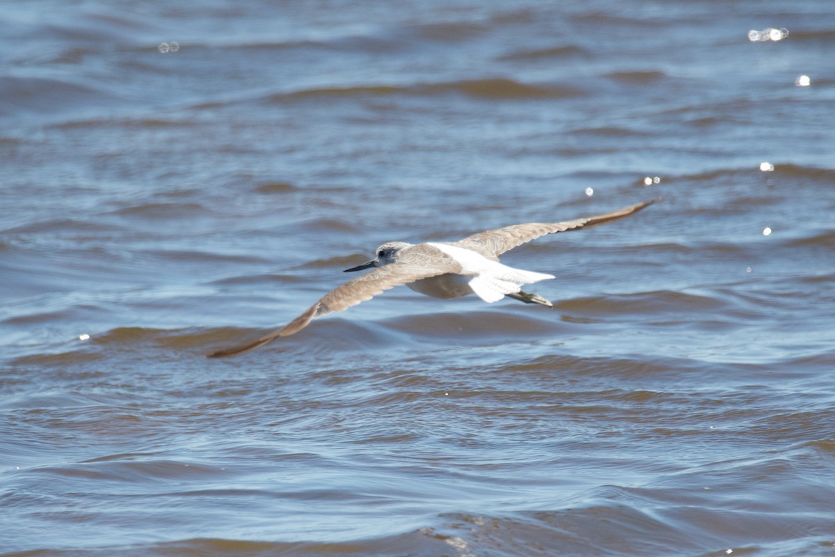 Common Greenshank - ML495285391