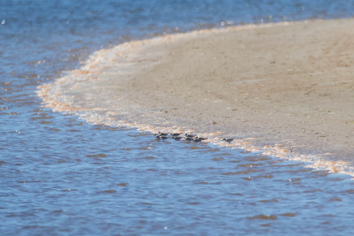 Sanderling - ML495285461