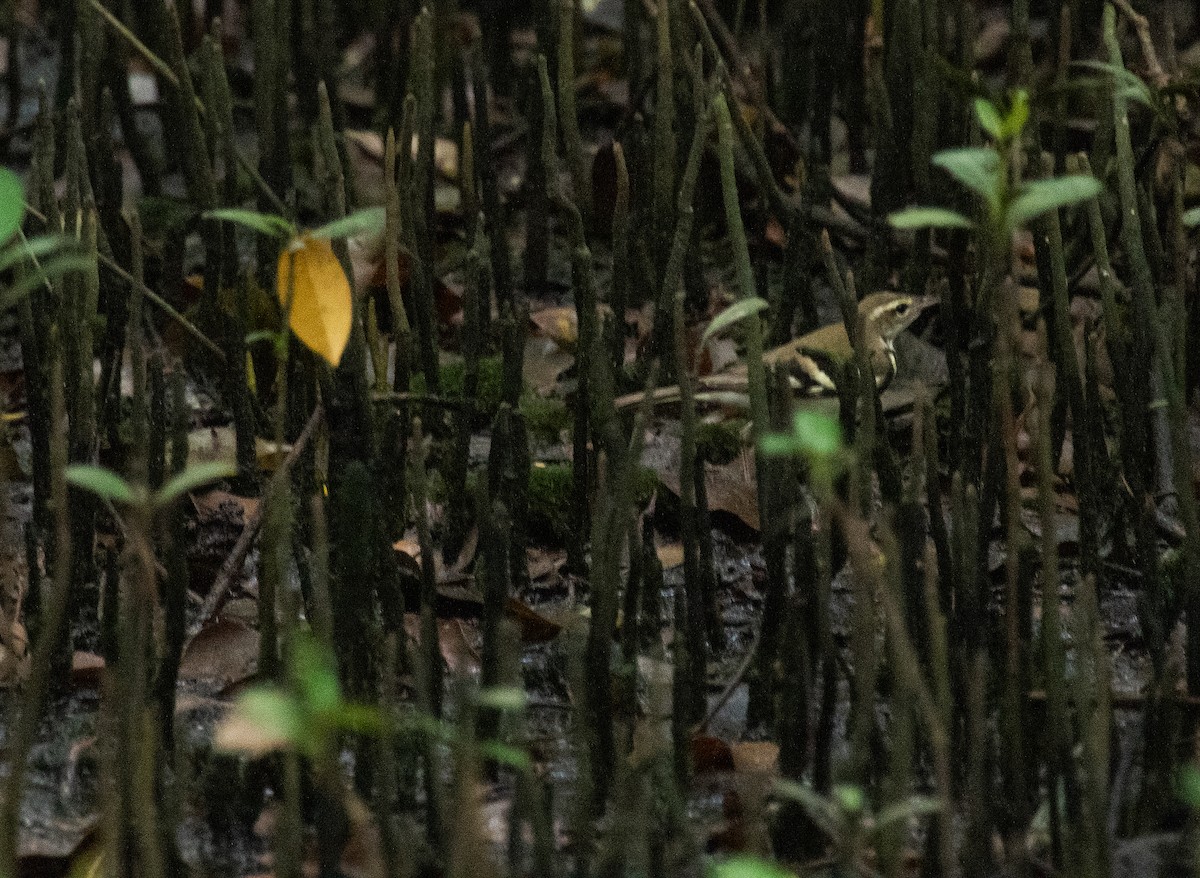 Forest Wagtail - ML495287411