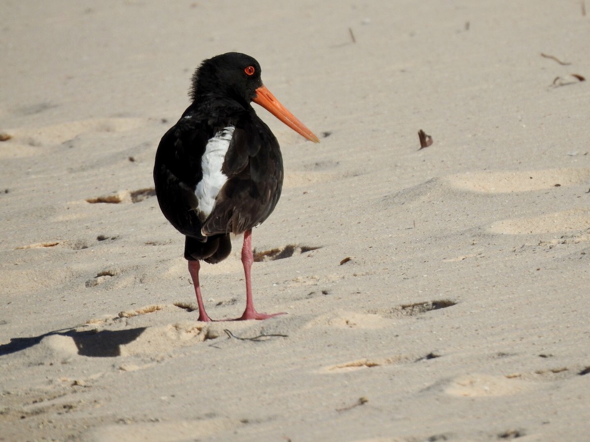 Pied Oystercatcher - ML495288211