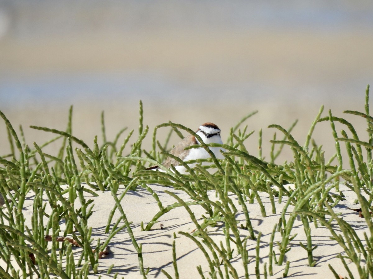 Red-capped Plover - ML495288321