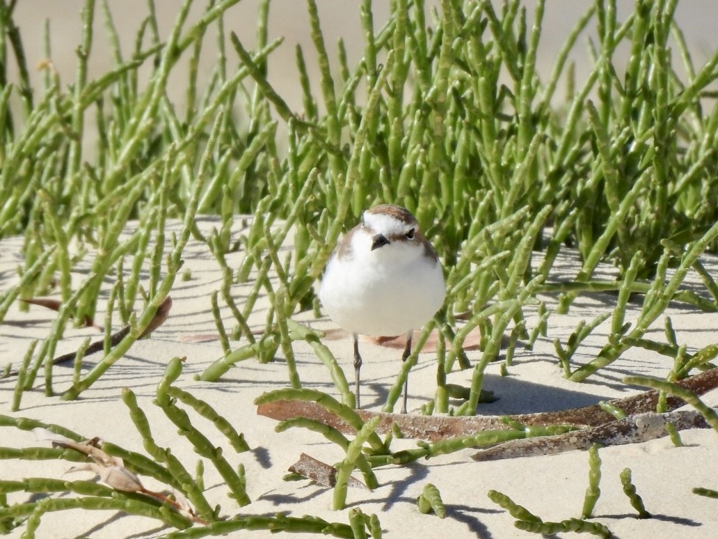 Red-capped Plover - ML495288331