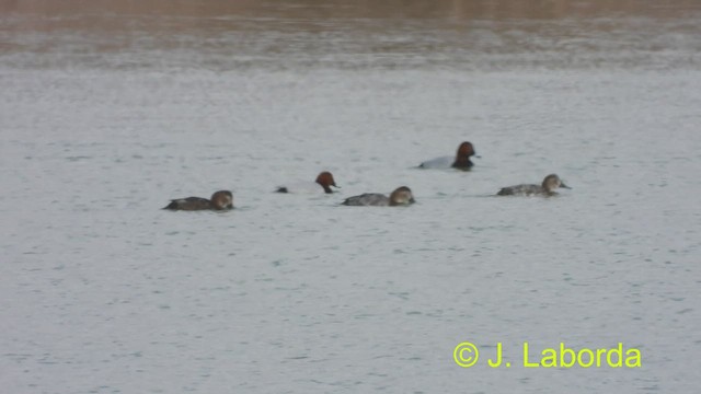 Common Pochard - ML495288921