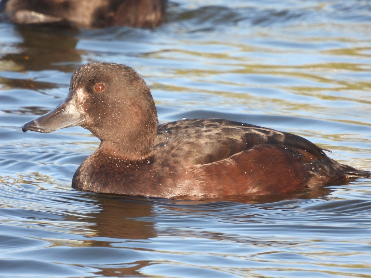 New Zealand Scaup - ML495289661