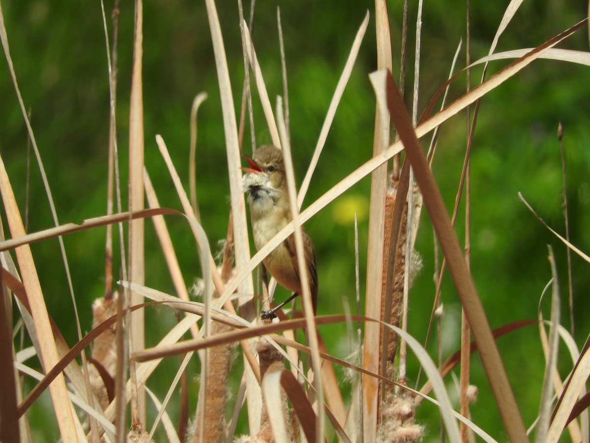 Australian Reed Warbler - ML495290391