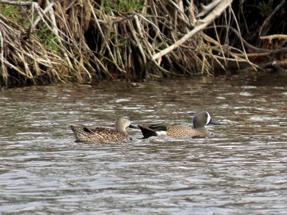 Blue-winged Teal - ML495290521
