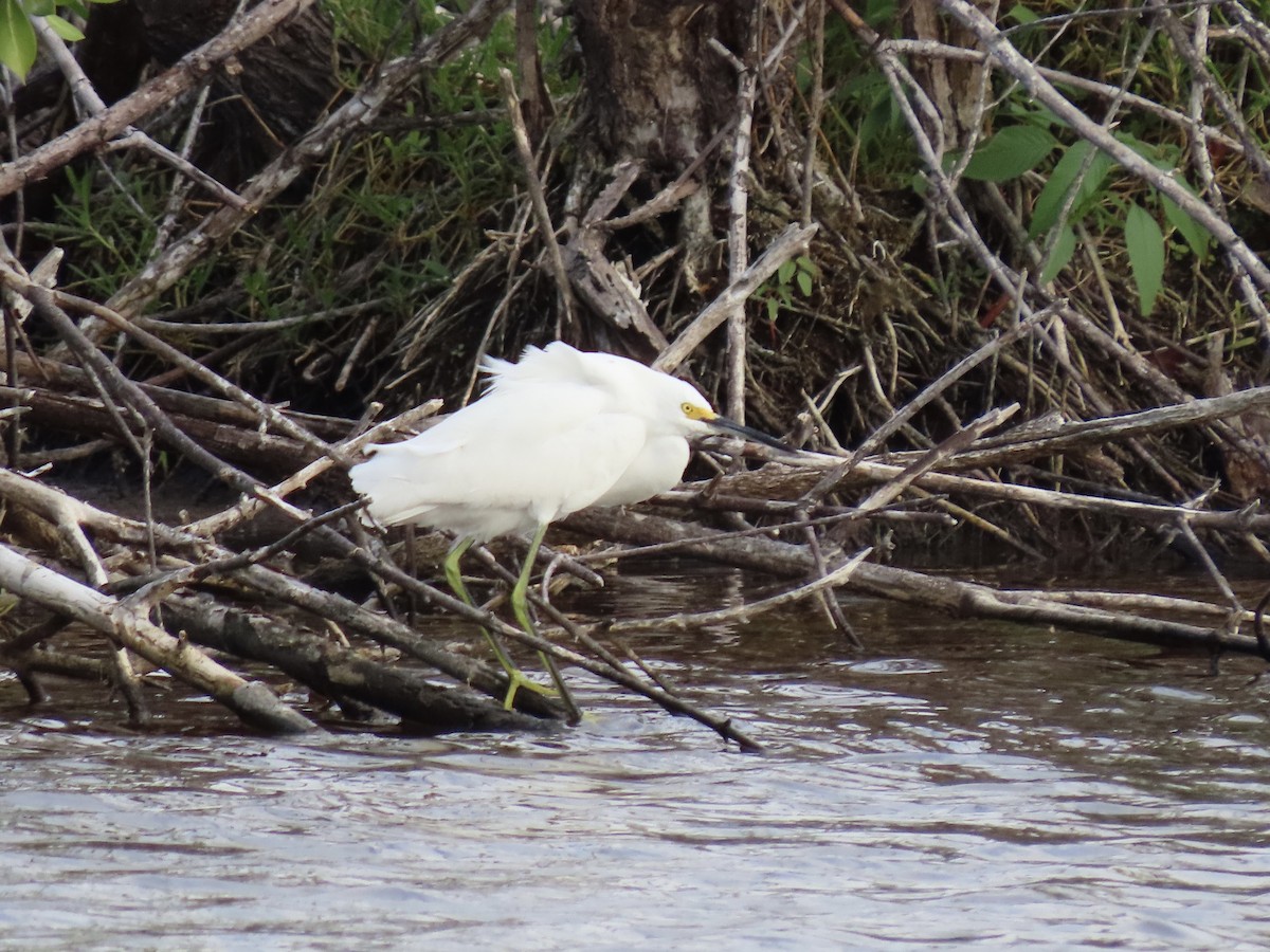 Snowy Egret - ML495290551