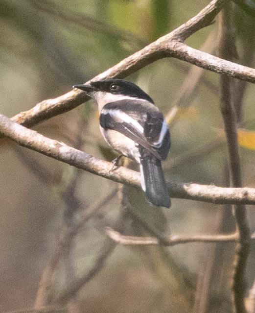 Bar-winged Flycatcher-shrike - ML495291161