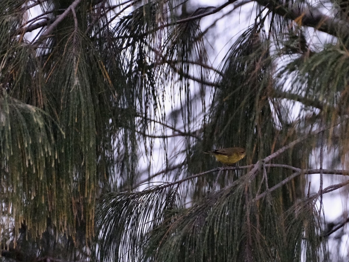 Yellow Thornbill - ML495291891