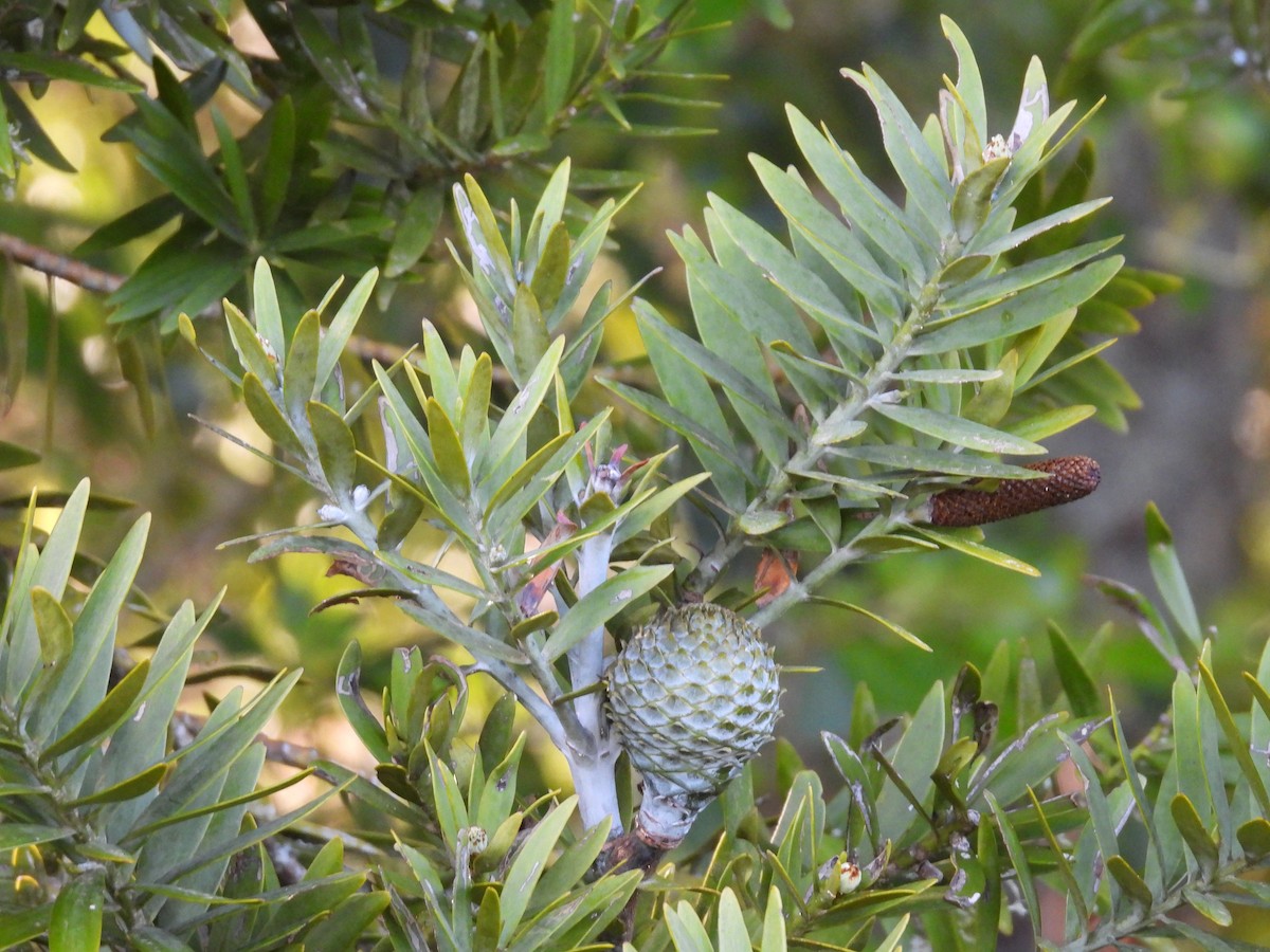 Gray Gerygone - ML495291971