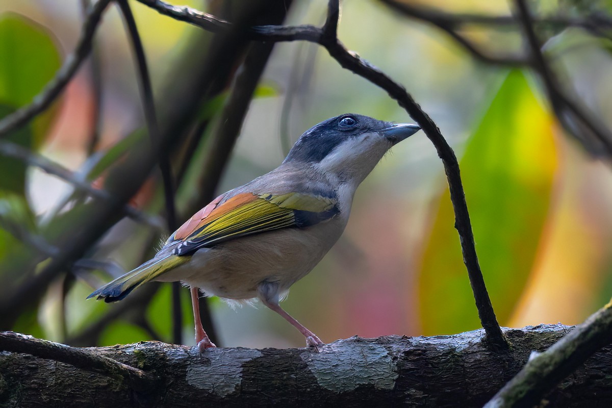 White-browed Shrike-Babbler (Himalayan) - ML495292431