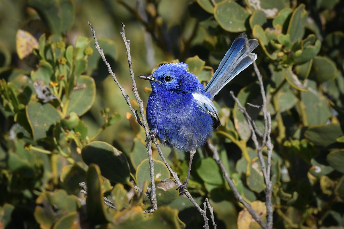 White-winged Fairywren - ML495293441