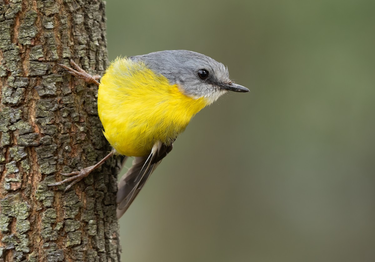 Eastern Yellow Robin - ML495293641