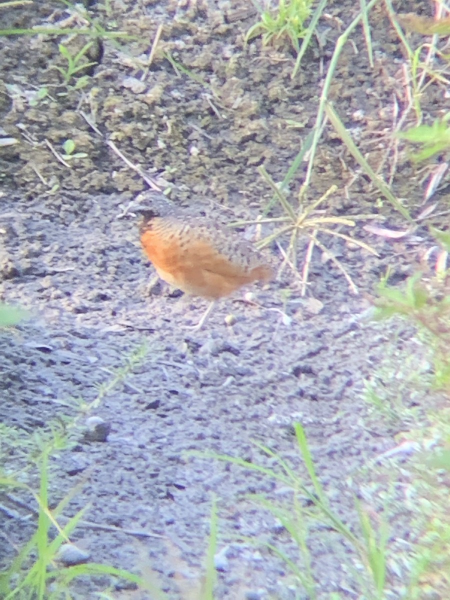 Barred Buttonquail - ML495293681