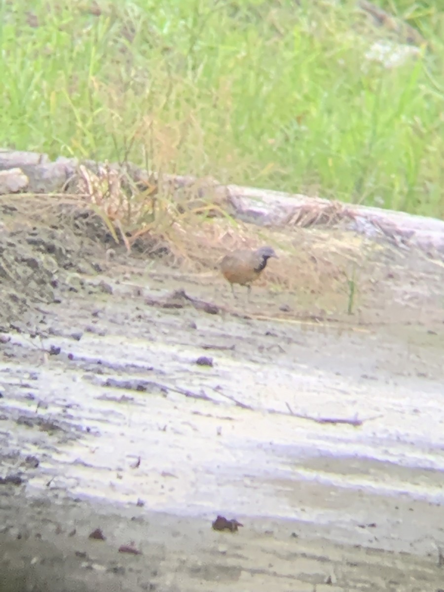 Barred Buttonquail - ML495293781