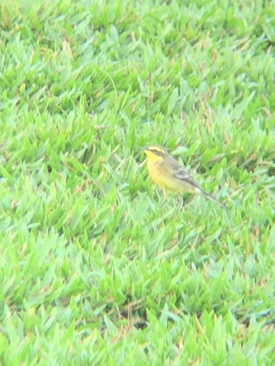Eastern Yellow Wagtail (Green-headed) - ML495294091