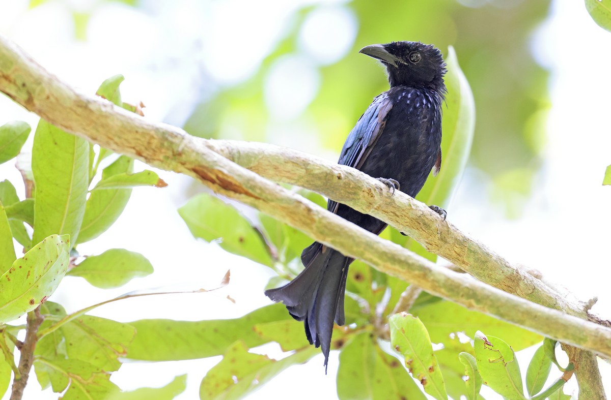 Palawan Drongo (Palawan) - Robert Hutchinson / Birdtour Asia