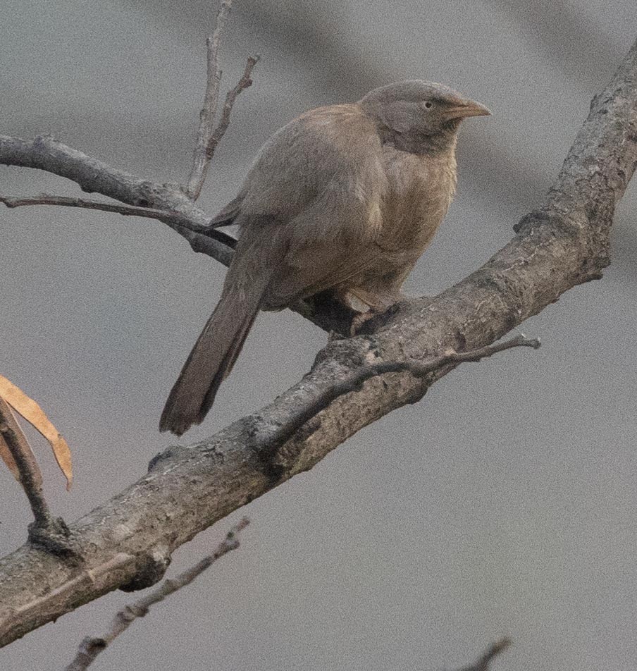 Jungle Babbler - ML495294791