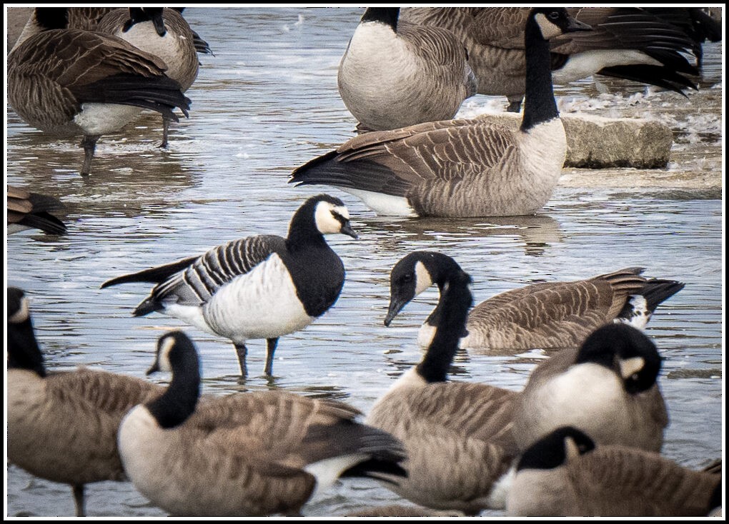 Barnacle Goose - Pierre Jasmin ⚜